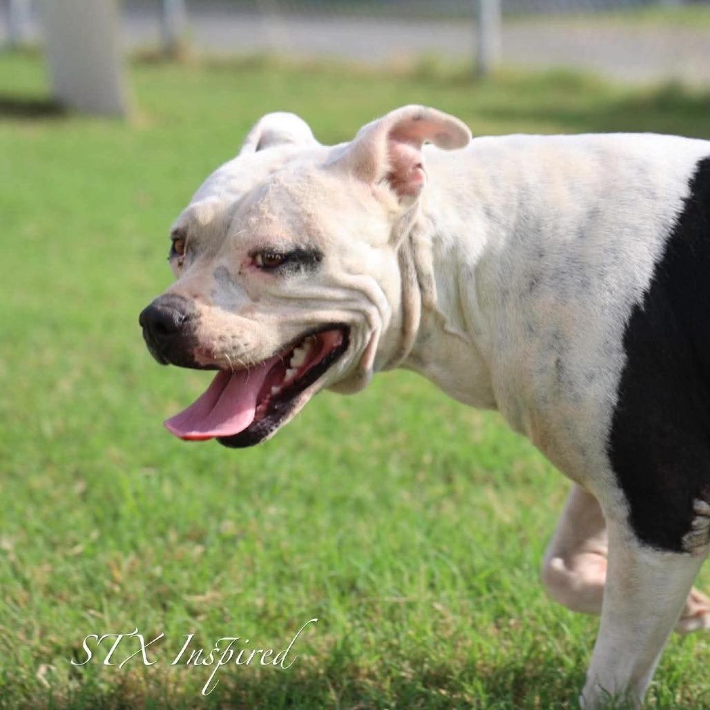 Enlarge Betty, a Adoptable Mixed Breed in Frederiksted, VI image 3/5