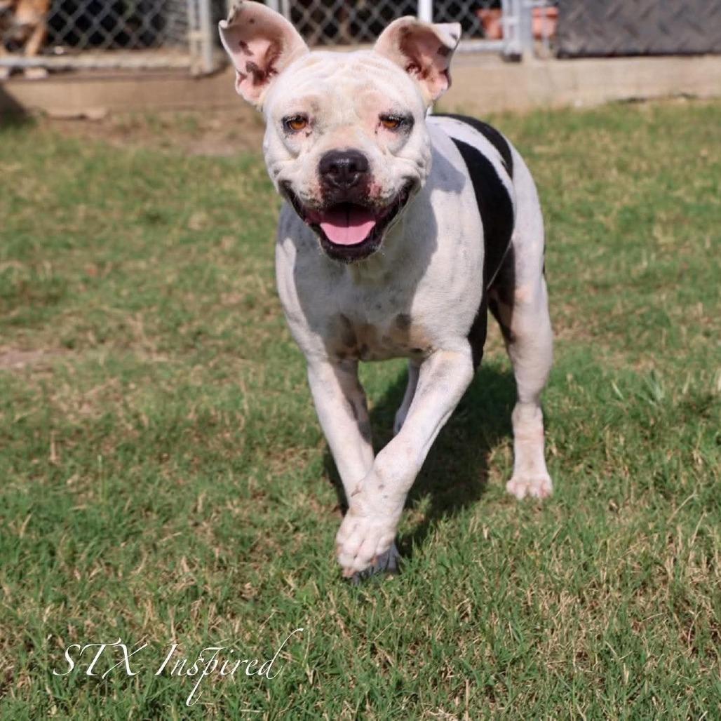 Enlarge Betty, a Adoptable Mixed Breed in Frederiksted, VI image 4/5