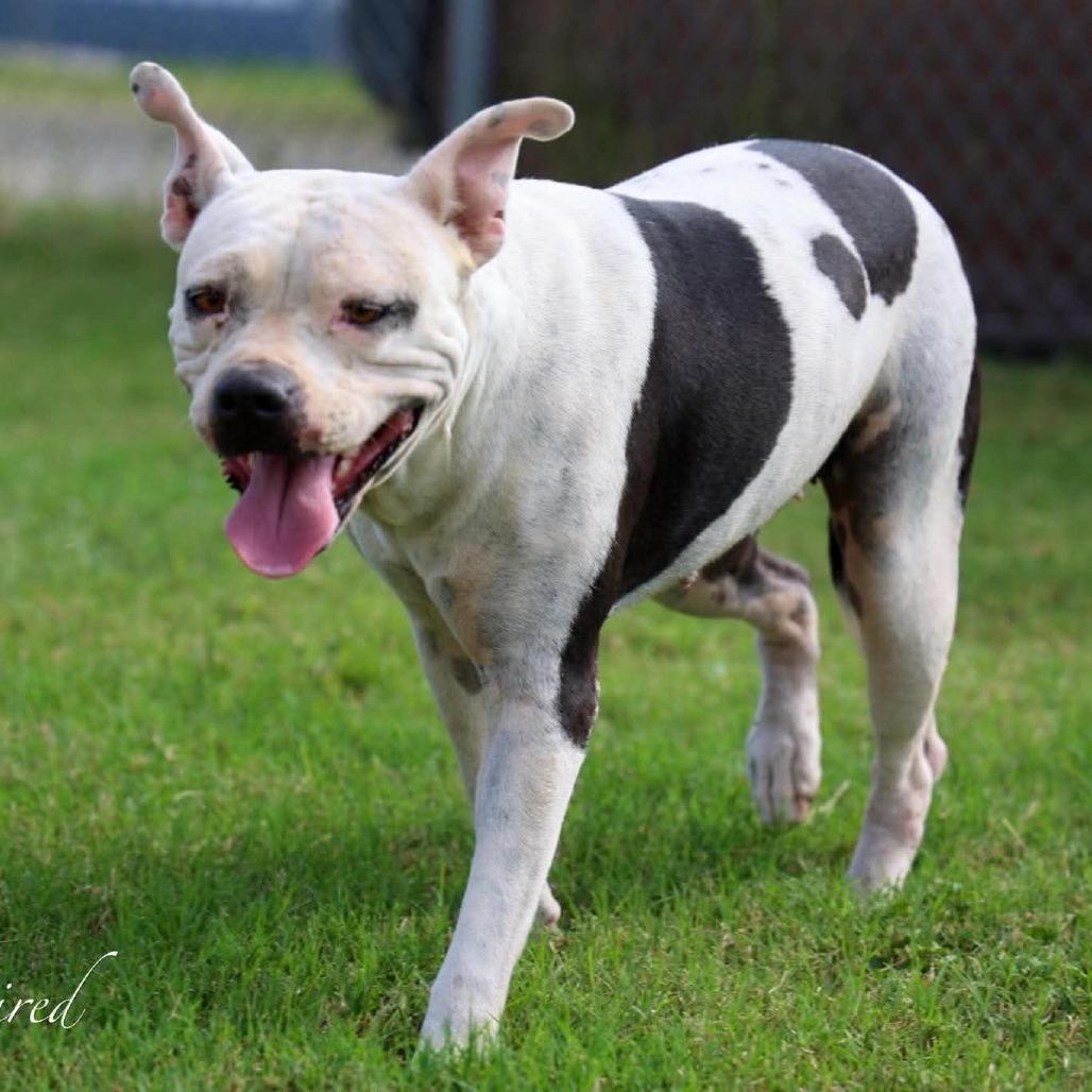 Enlarge Betty, a Adoptable Mixed Breed in Frederiksted, VI image 5/5