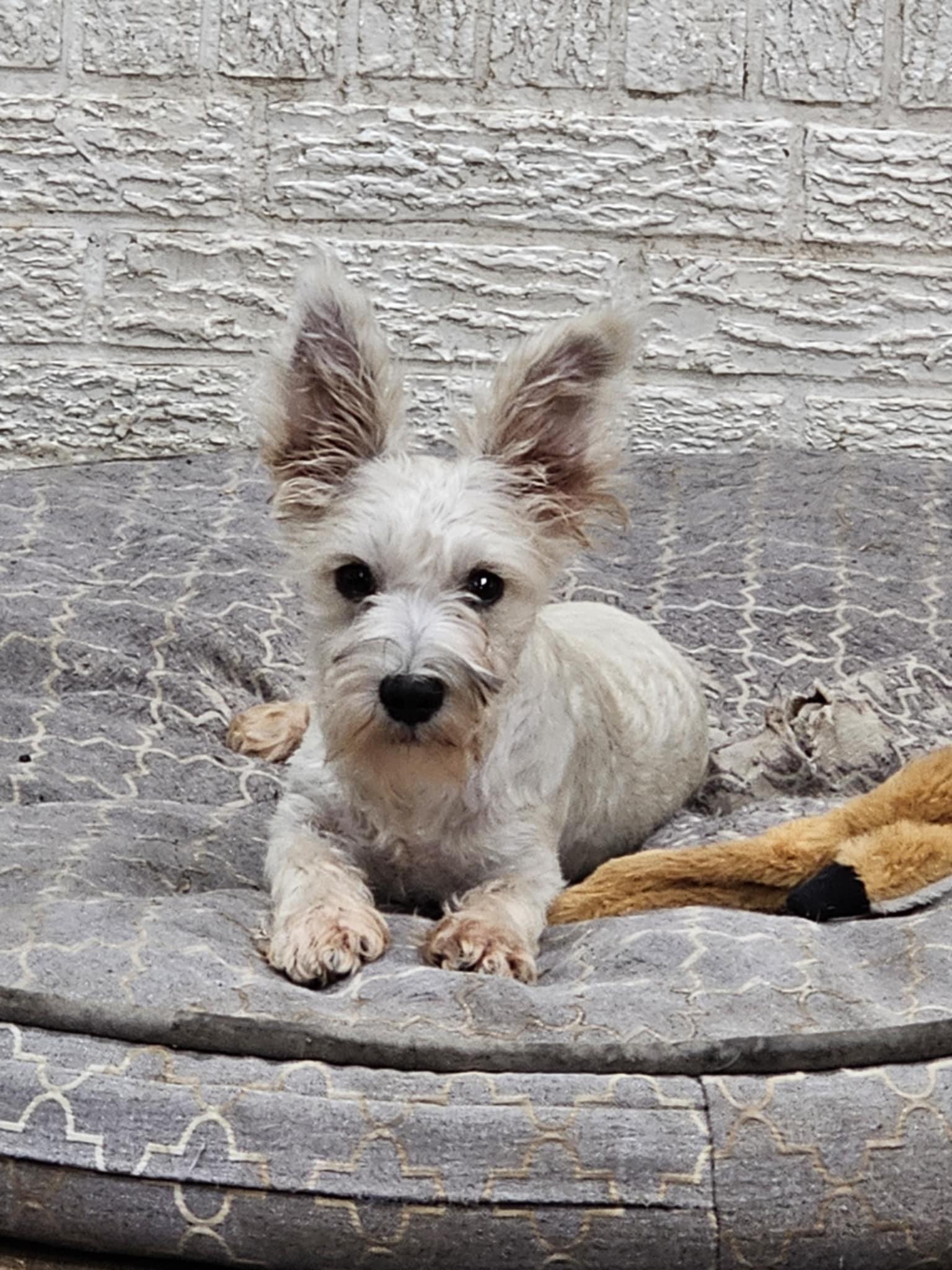 Enlarge Andie, a Adopted Miniature Schnauzer in Pflugerville, TX image 1/5