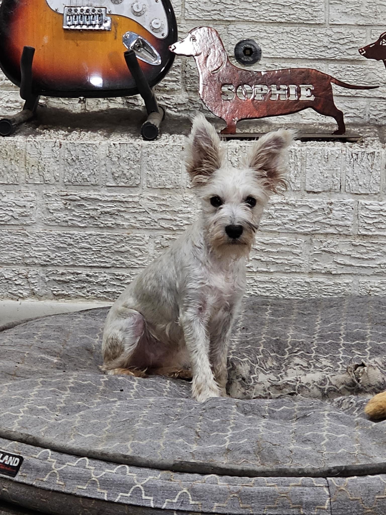 Enlarge Andie, a Adopted Miniature Schnauzer in Pflugerville, TX image 2/5