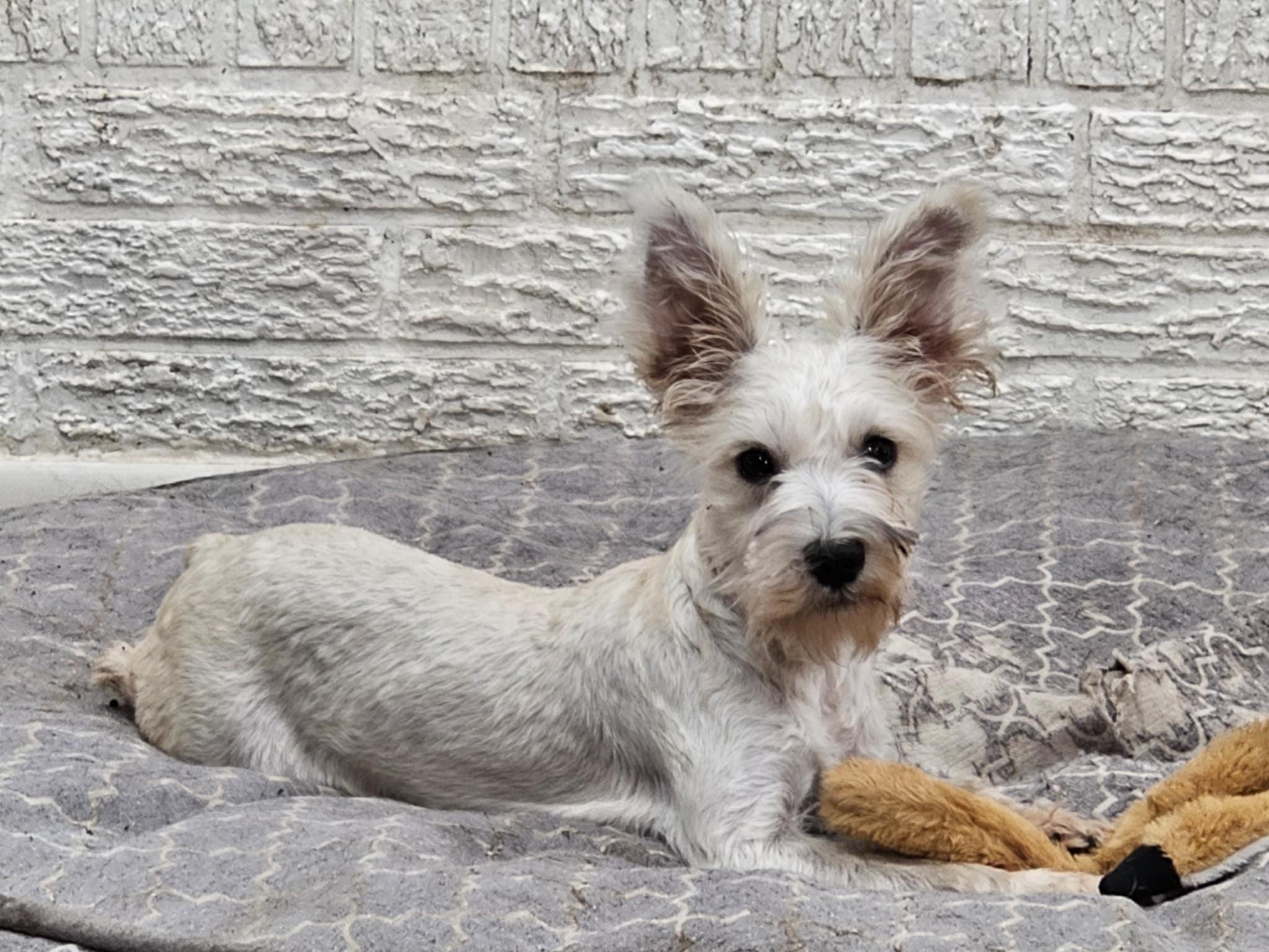 Enlarge Andie, a Adopted Miniature Schnauzer in Pflugerville, TX image 3/5