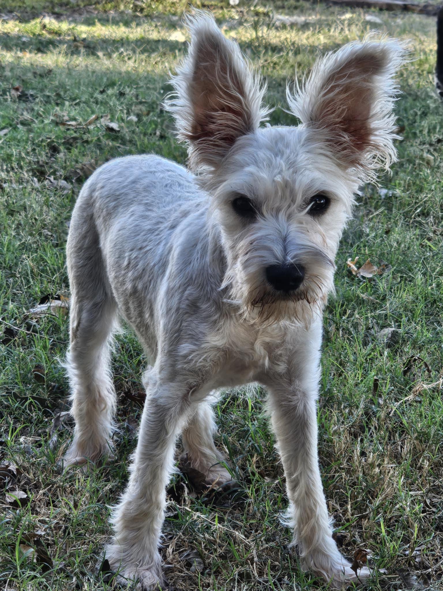Enlarge Andie, a Adopted Miniature Schnauzer in Pflugerville, TX image 4/5