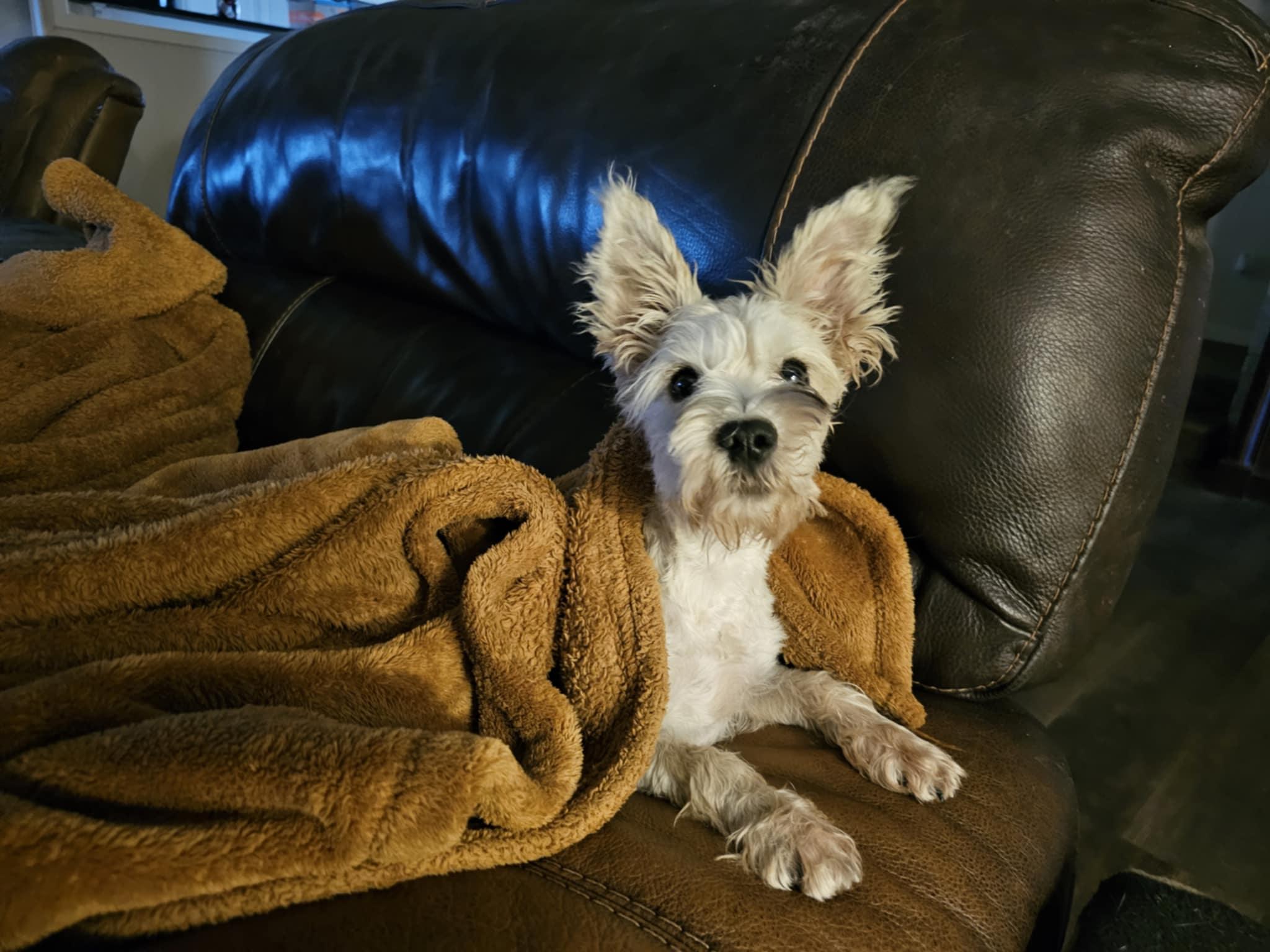 Enlarge Andie, a Adopted Miniature Schnauzer in Pflugerville, TX image 5/5
