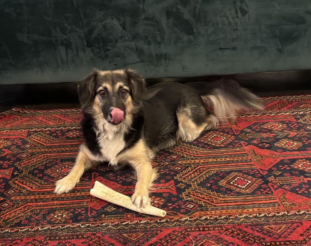 Fancy Pants, a Adoptable mixed breed in Boston, MA image 1/6