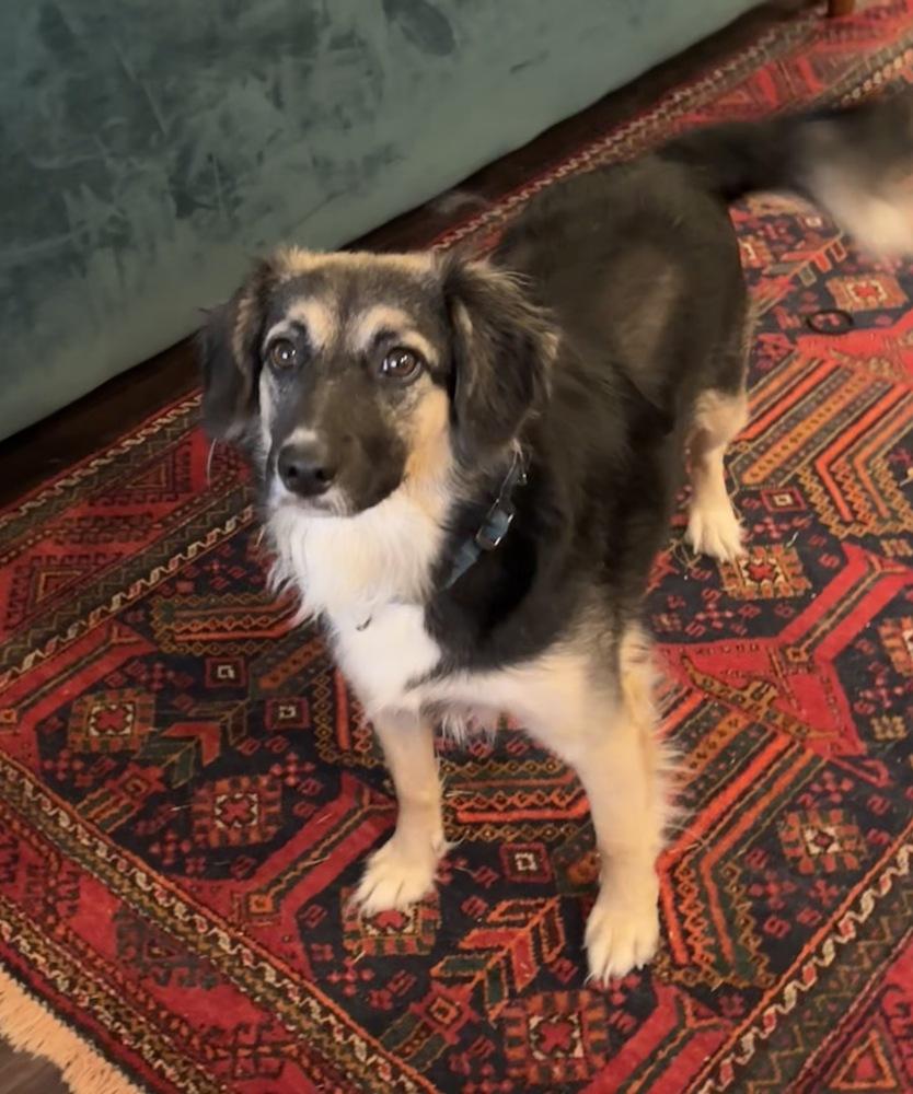 Fancy Pants, a Adoptable mixed breed in Boston, MA image 2/6