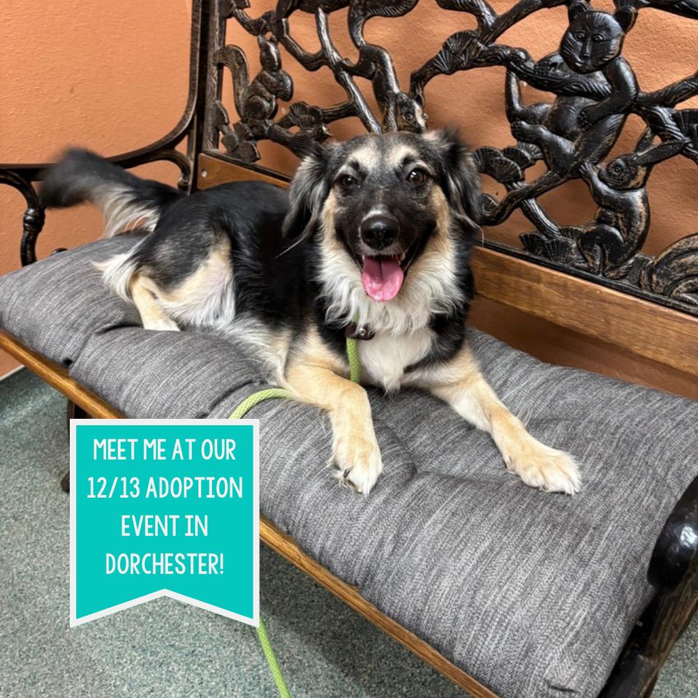 Fancy Pants, a Adoptable mixed breed in Boston, MA image 3/6