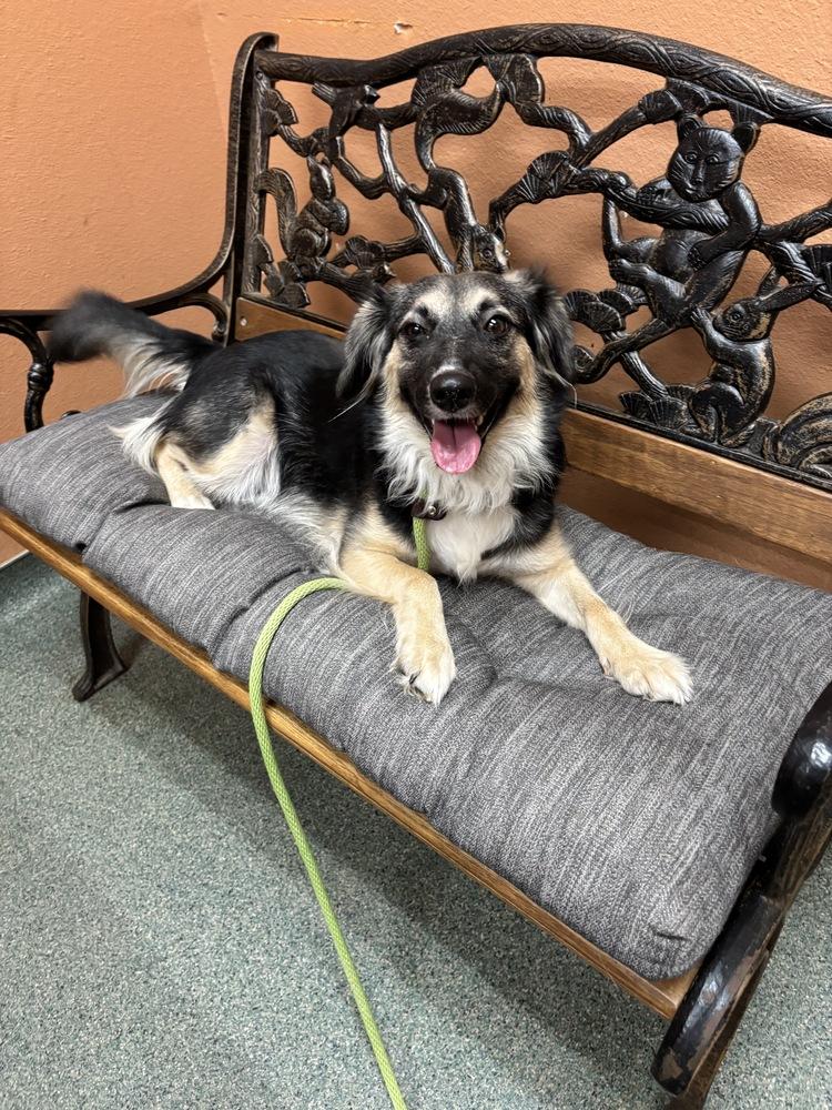 Fancy Pants, a Adoptable mixed breed in Boston, MA image 4/6