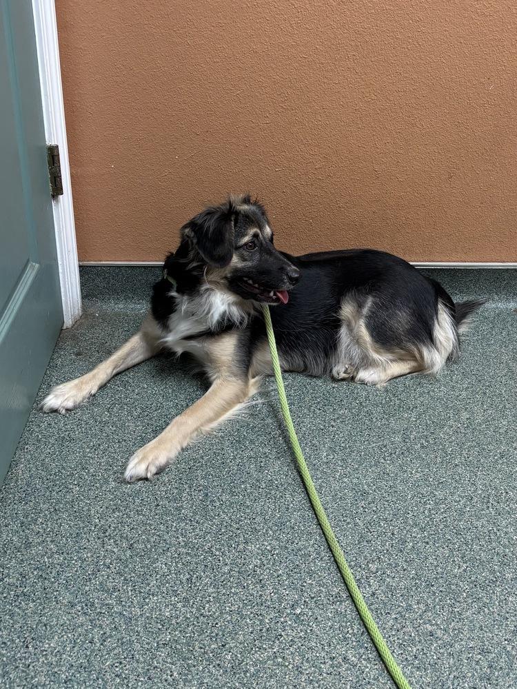 Fancy Pants, a Adoptable mixed breed in Boston, MA image 5/6