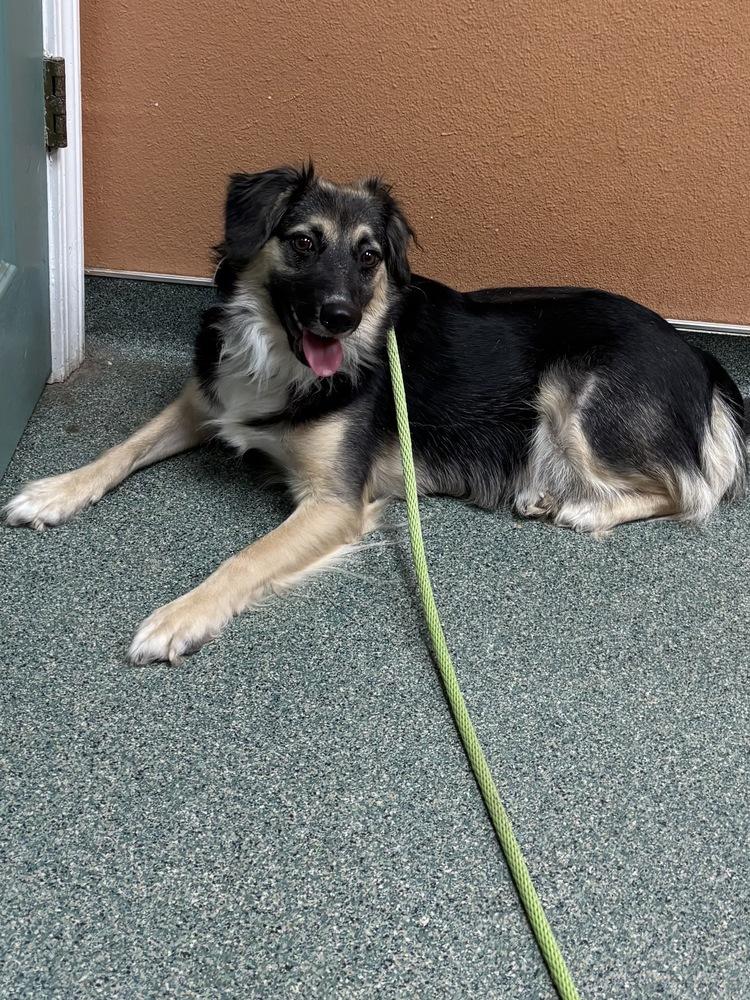 Fancy Pants, a Adoptable mixed breed in Boston, MA image 6/6