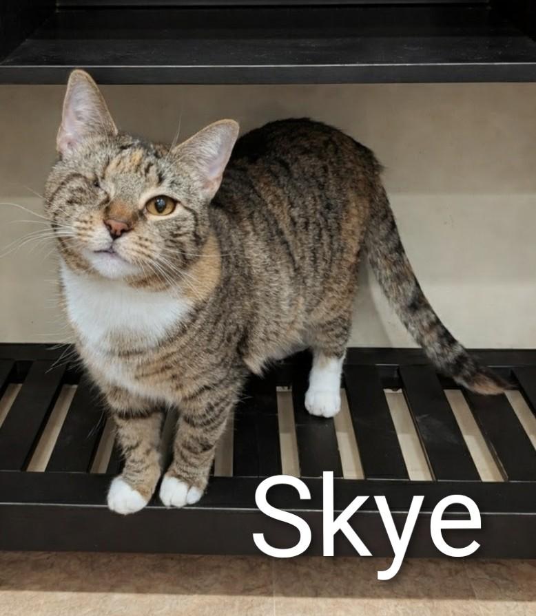 Enlarge Skye, a ADOPTABLE mixed breed in Monroeville, PA image 1/1