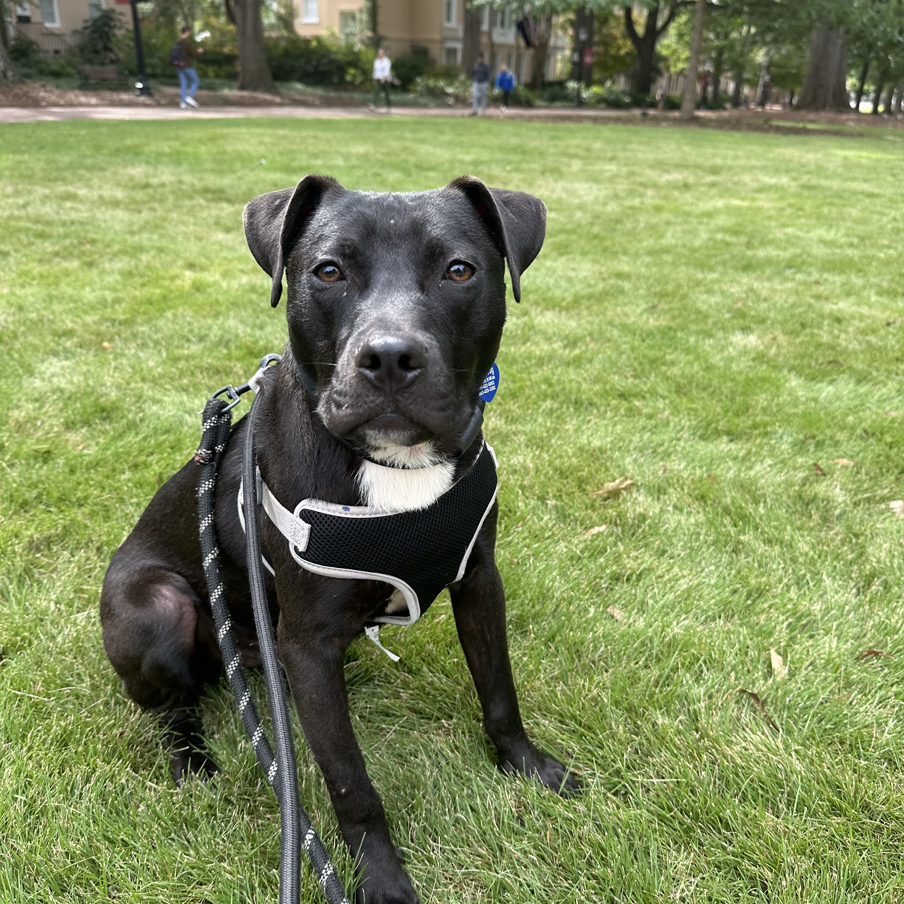 Dog for adoption Drake, a Pit Bull Terrier Mix in Howell, NJ Petfinder