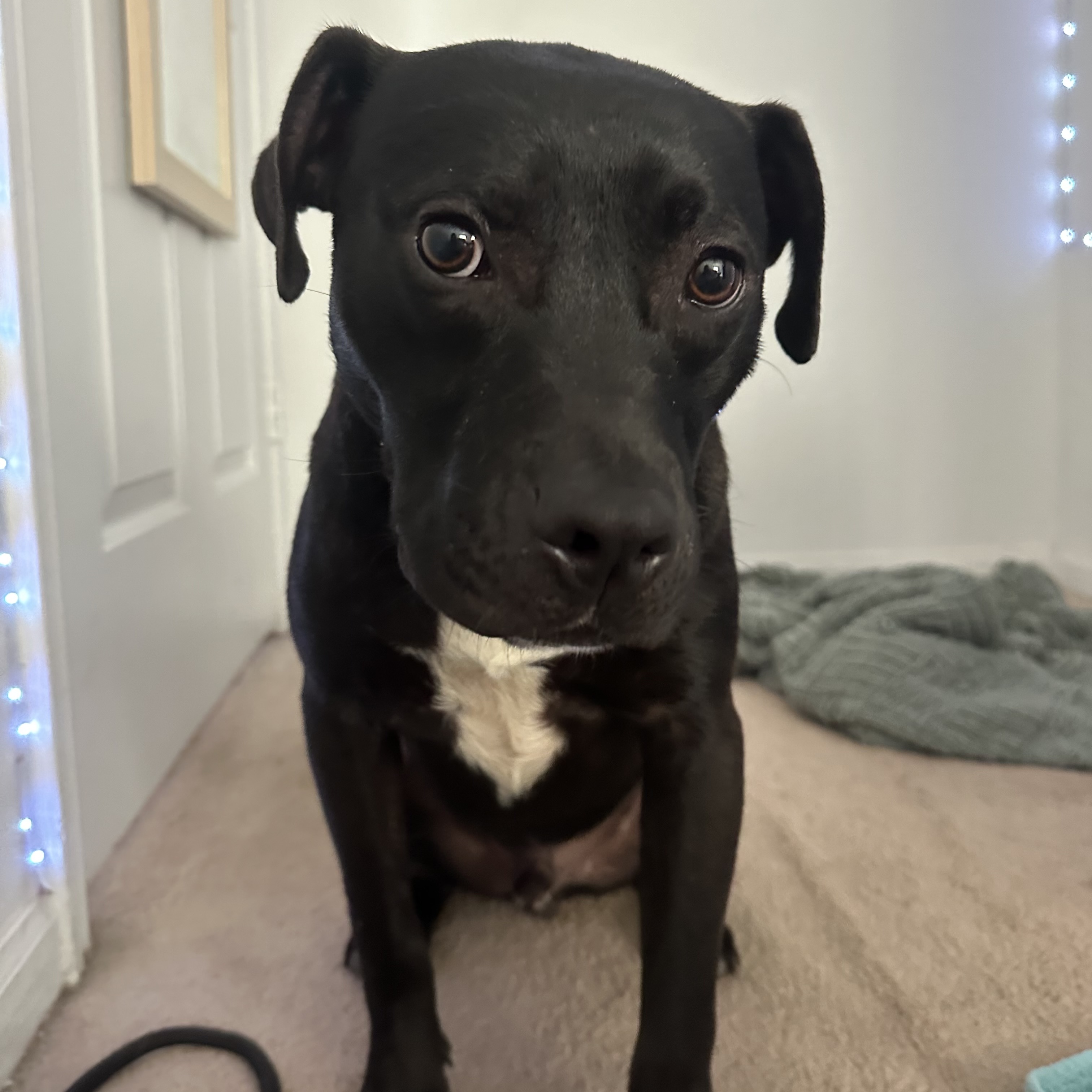 Dog for adoption Drake, a Pit Bull Terrier Mix in Howell, NJ Petfinder