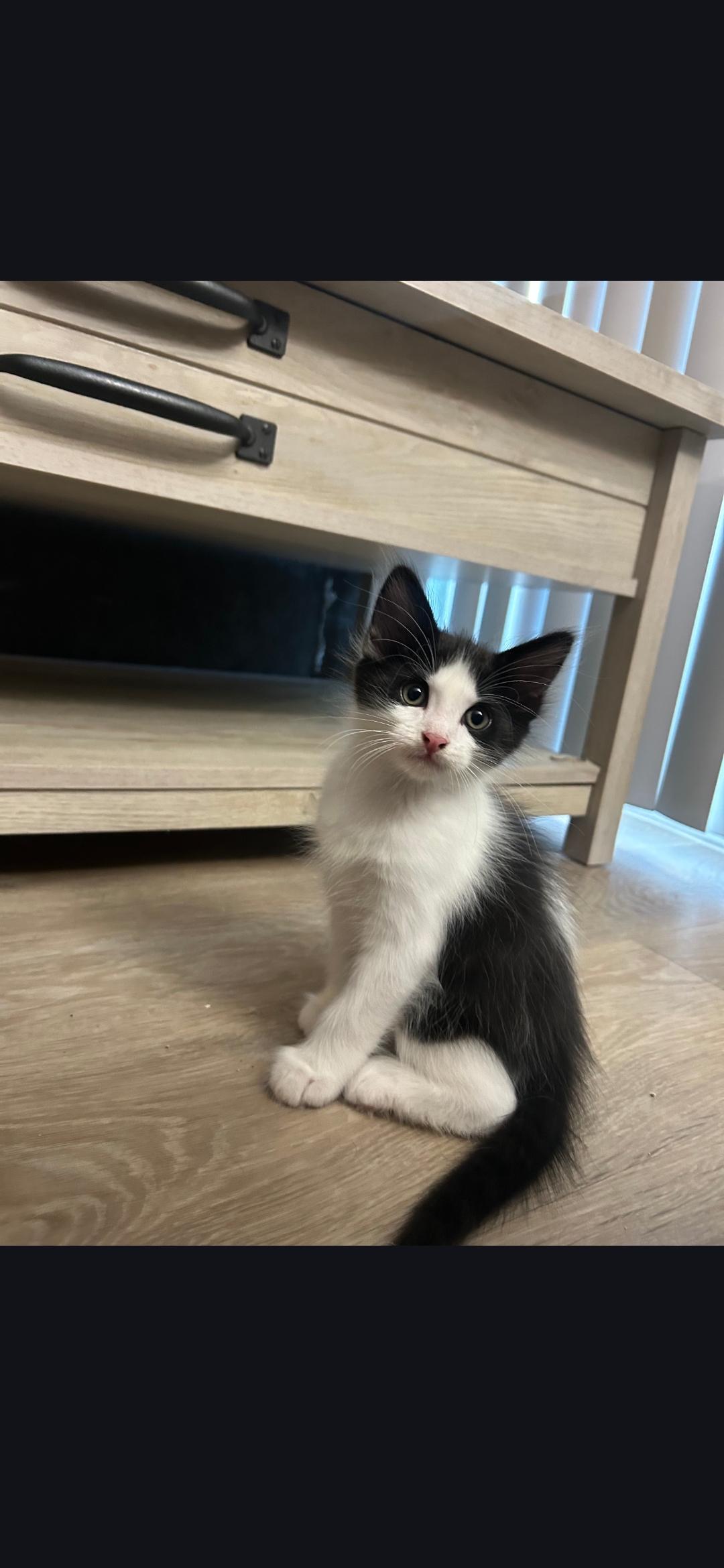 Buff, adopted, Kitten Male Siberian & Tuxedo.