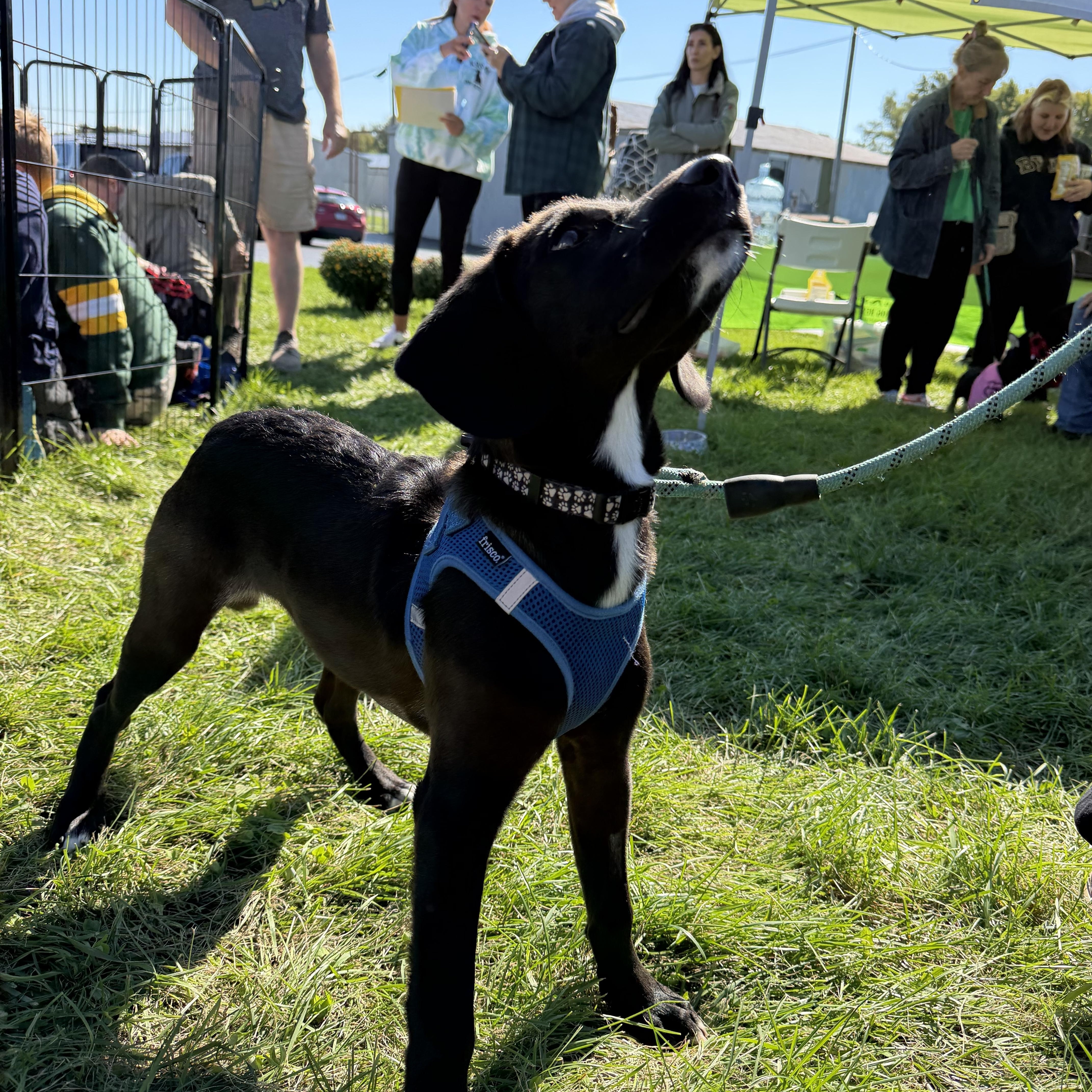 Enlarge Luna, a Adoptable mixed breed in McHenry, IL image 2/4