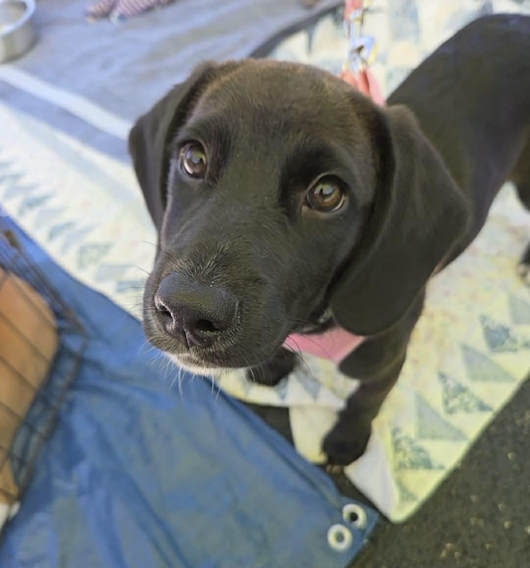 Luna, Adoptable, Puppy Female Labrador Retriever & Hound.