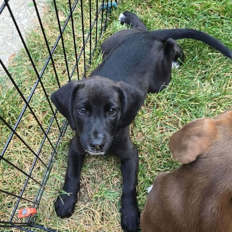 Luna, ADOPTABLE, Puppy Female Labrador Retriever & Hound.