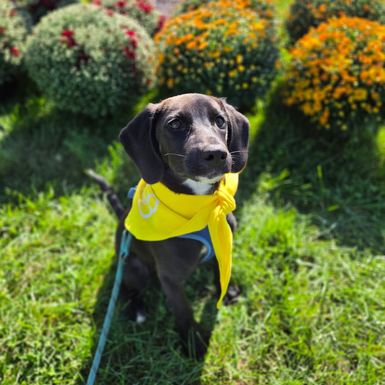Enlarge Luna, a Adoptable mixed breed in McHenry, IL image 1/4