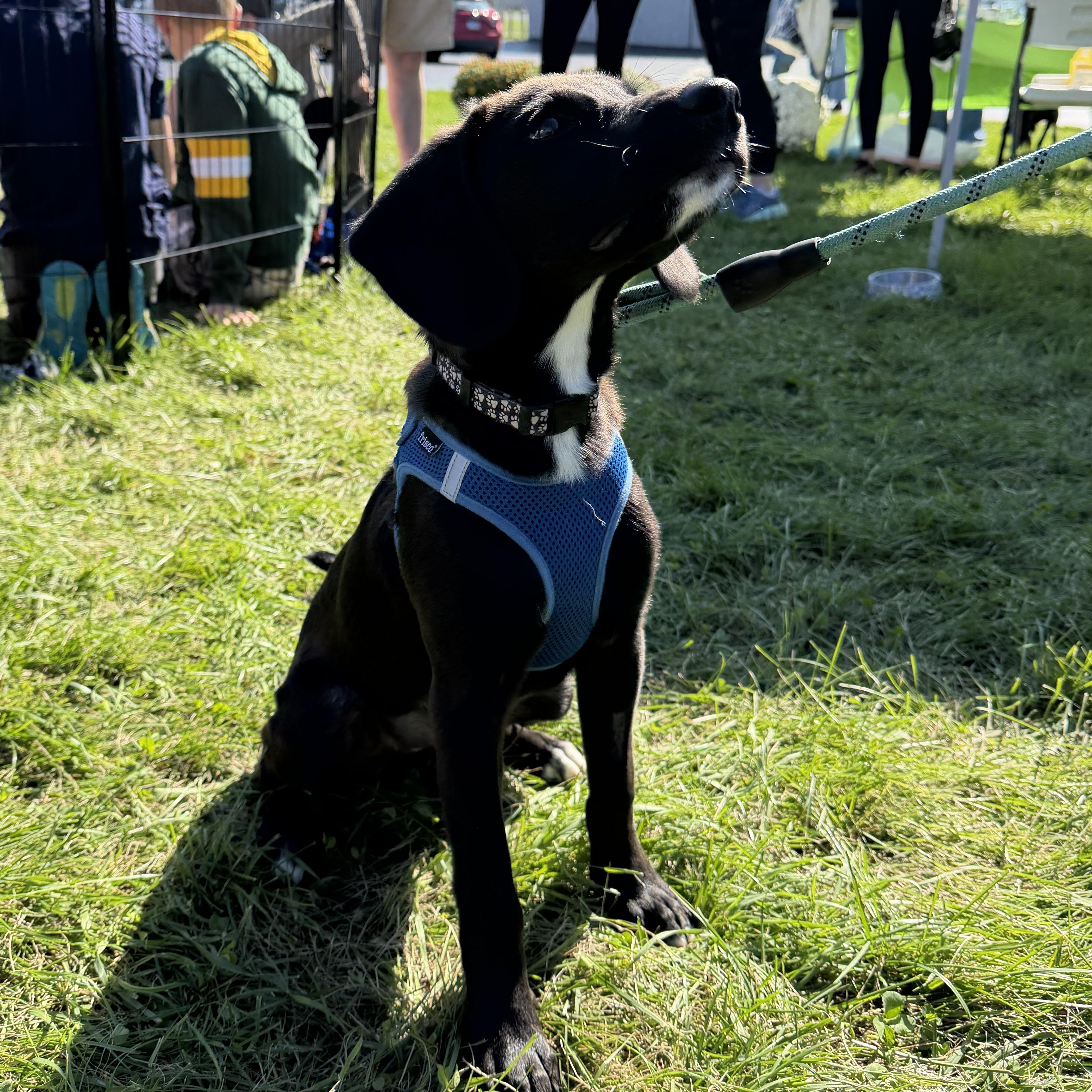 Enlarge Luna, a Adoptable mixed breed in McHenry, IL image 3/4