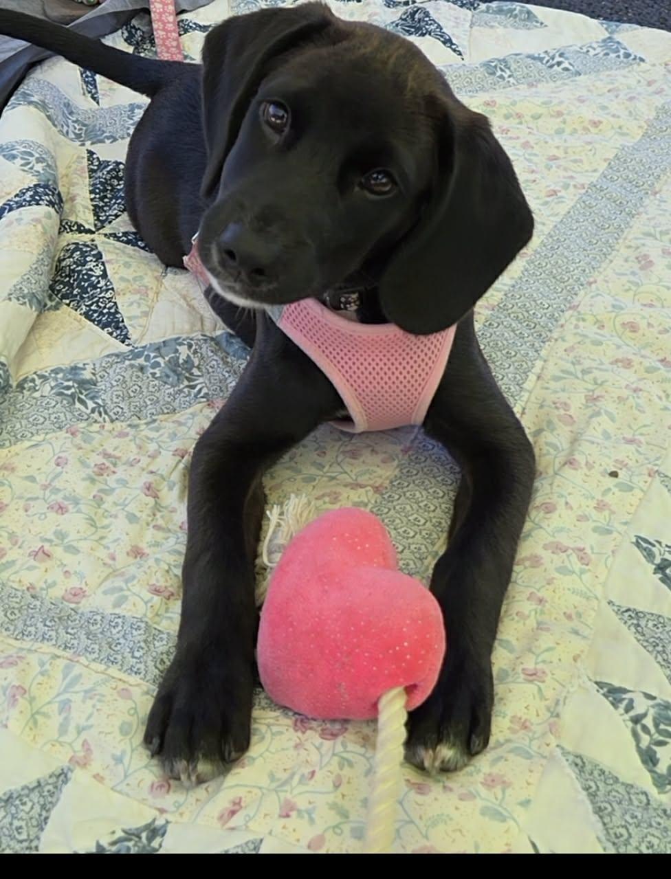 Enlarge Luna, a Adoptable mixed breed in McHenry, IL image 2/3