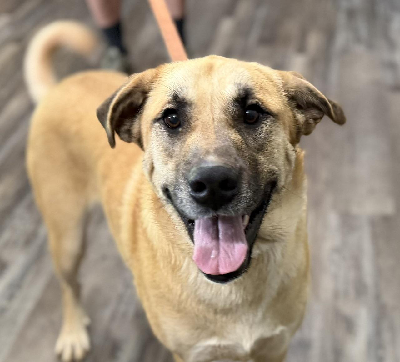 Bobo Baloo, a ADOPTABLE mixed breed in Woburn, MA image 1/5