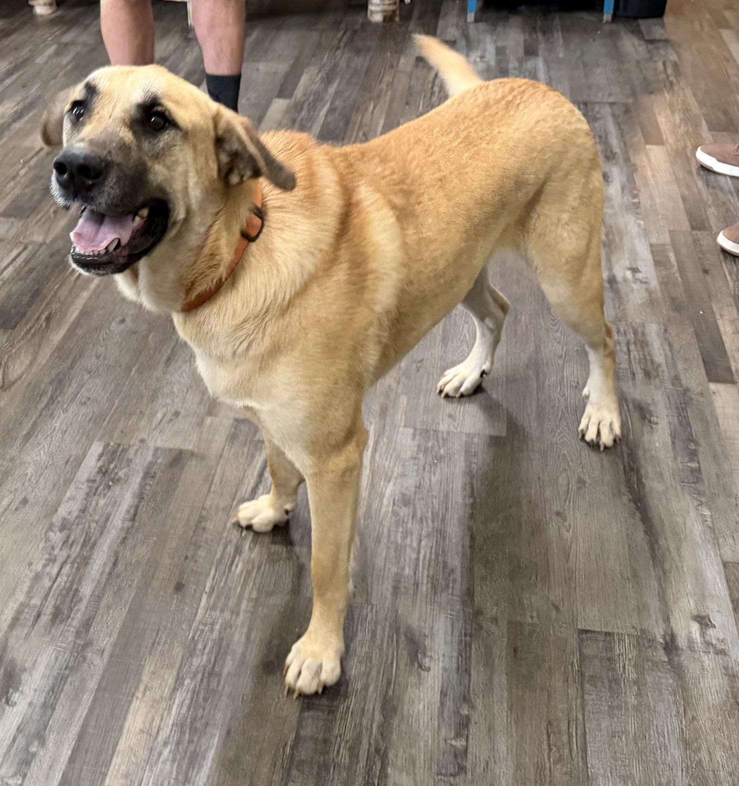 Bobo Baloo, a ADOPTABLE mixed breed in Woburn, MA image 2/5