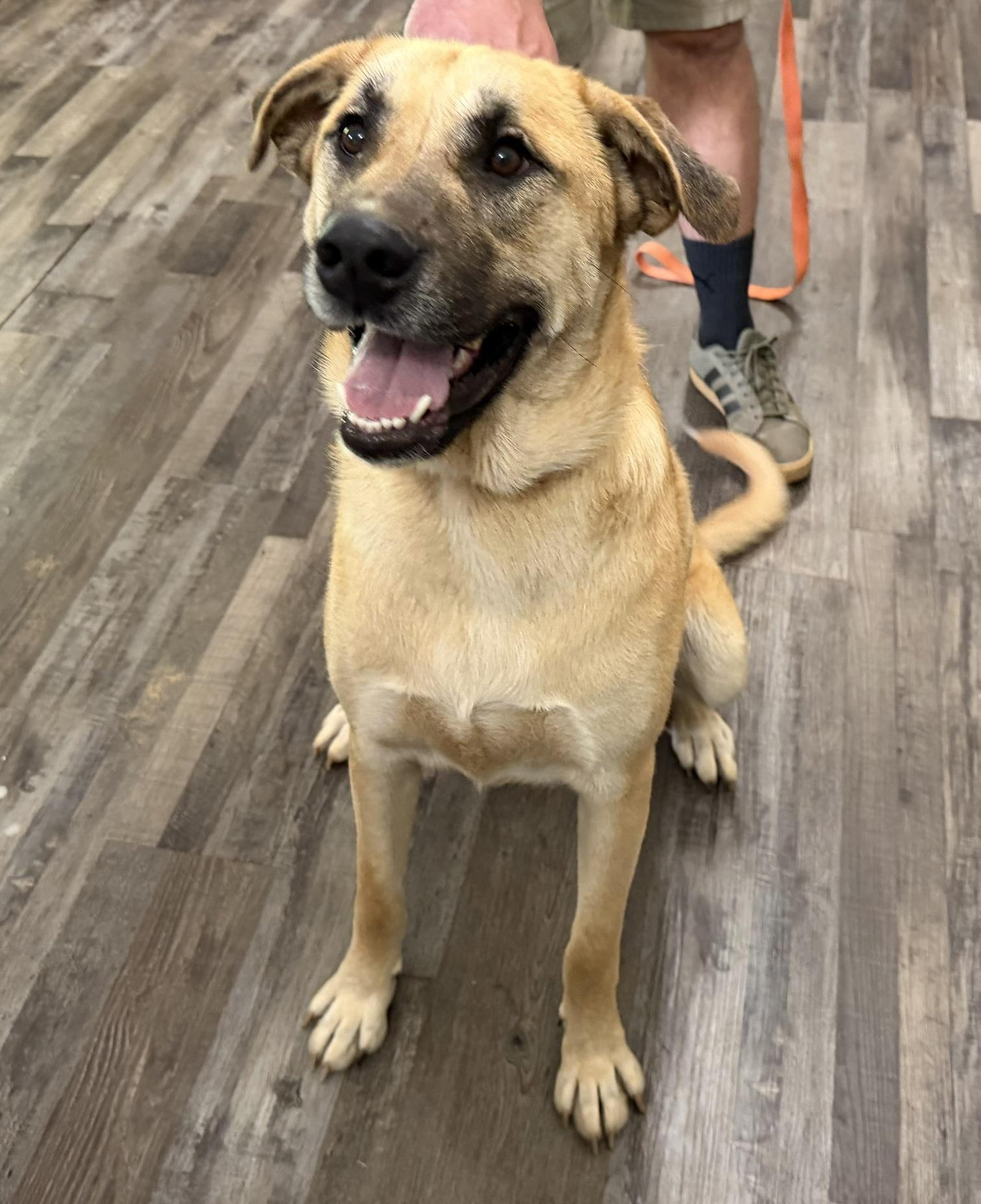 Bobo Baloo, a ADOPTABLE mixed breed in Woburn, MA image 3/5