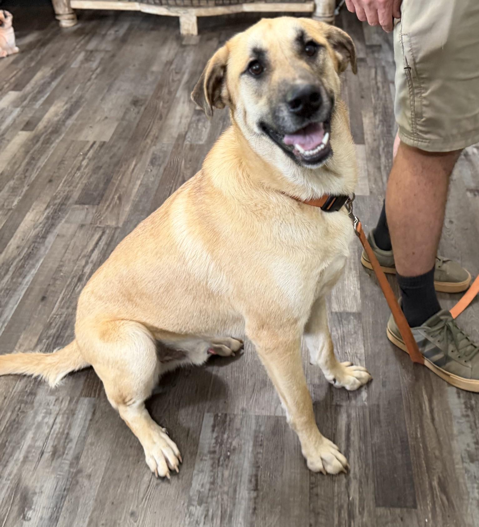 Bobo Baloo, a ADOPTABLE mixed breed in Woburn, MA image 4/5