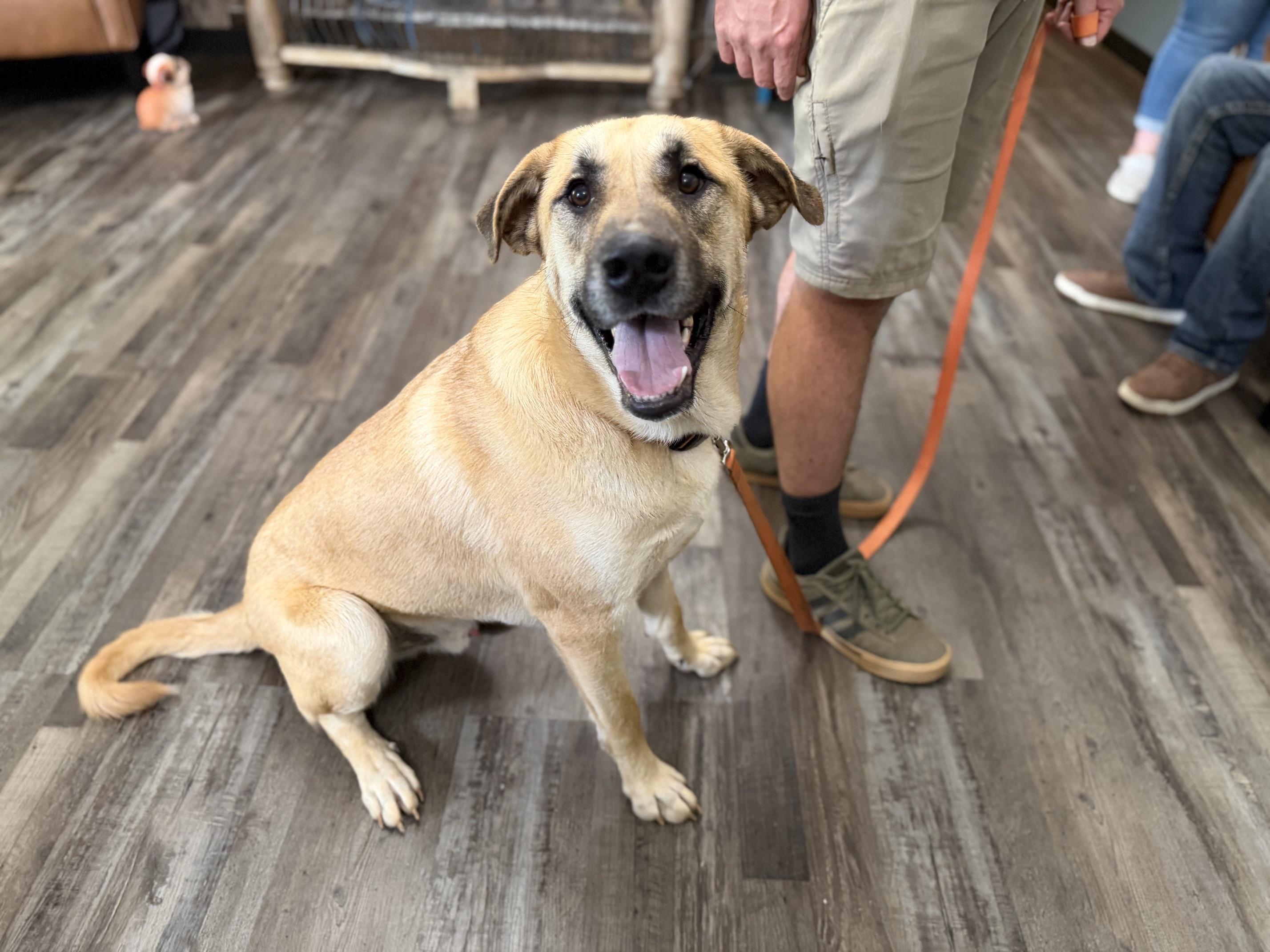 Bobo Baloo, a ADOPTABLE mixed breed in Woburn, MA image 5/5