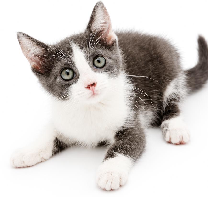 Jenna will wiggle and snuggle her way right to your heart, Adoptable, Kitten Female Russian Blue & Turkish Van.