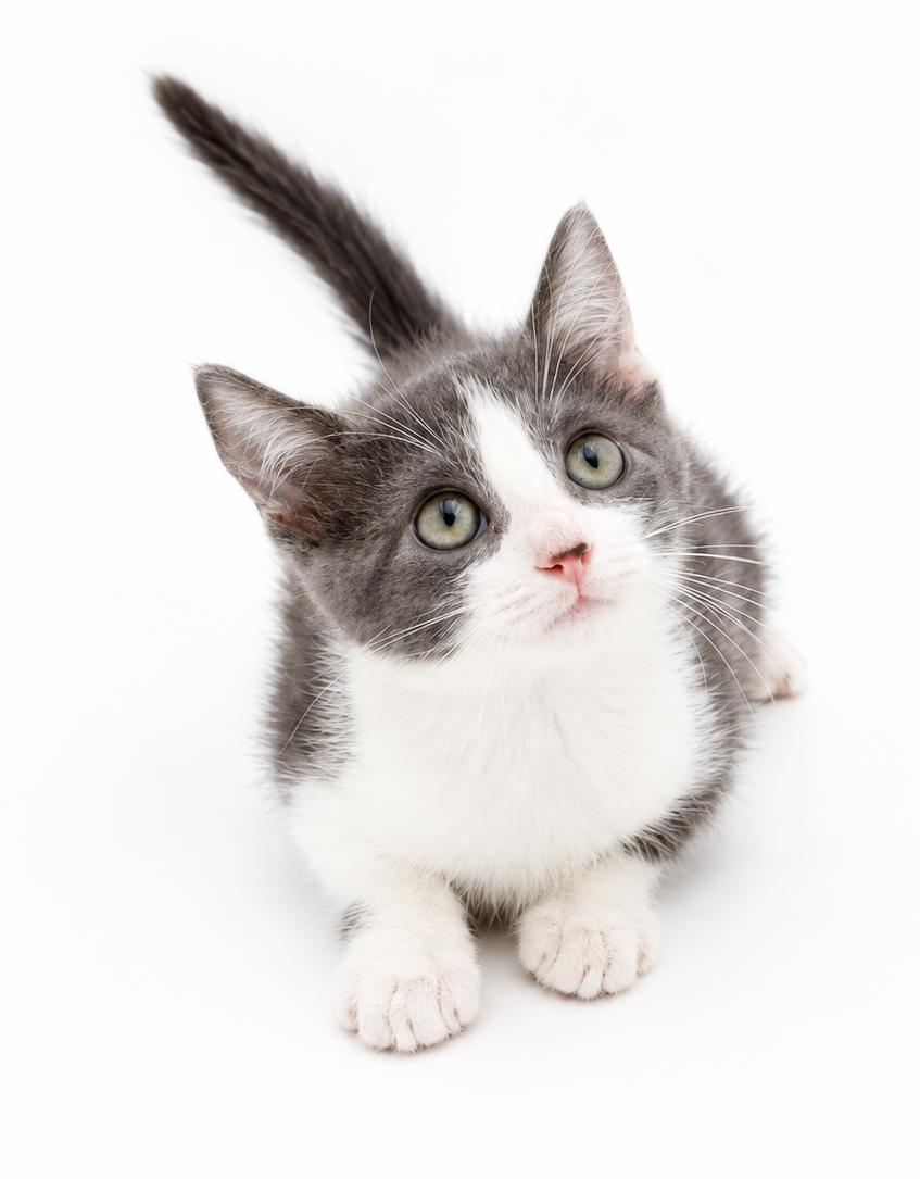 Enlarge Jenna will wiggle and snuggle her way right to your heart, a Adoptable mixed breed in Bedford Hills, NY image 3/5