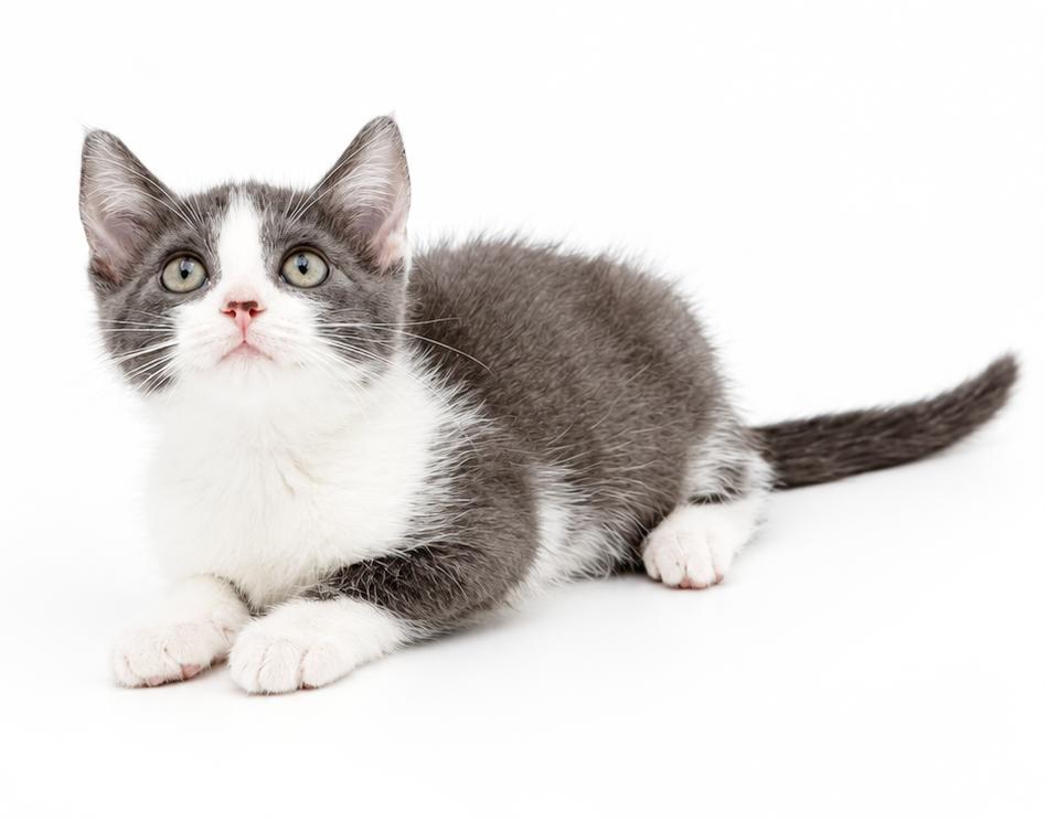 Enlarge Jenna will wiggle and snuggle her way right to your heart, a Adoptable mixed breed in Bedford Hills, NY image 4/5