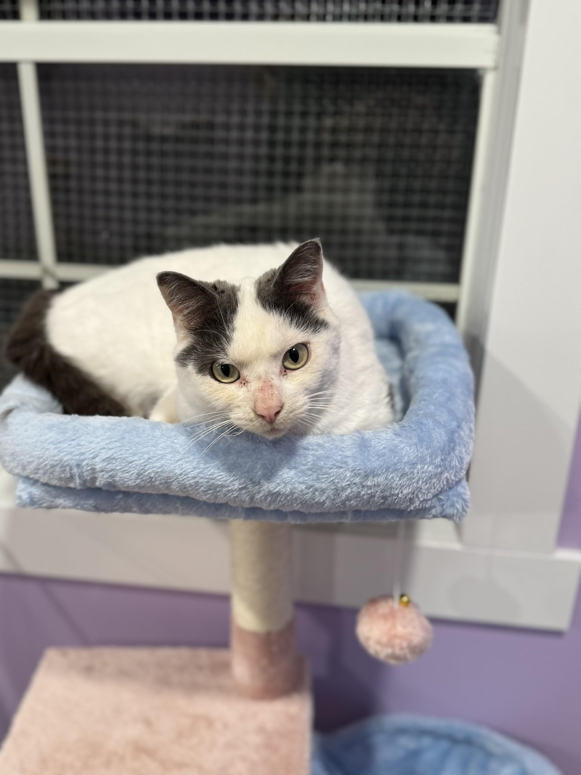 Samuel, an adoptable Domestic Short Hair in Coalhurst, AB, T0L 0V0 | Photo Image 1