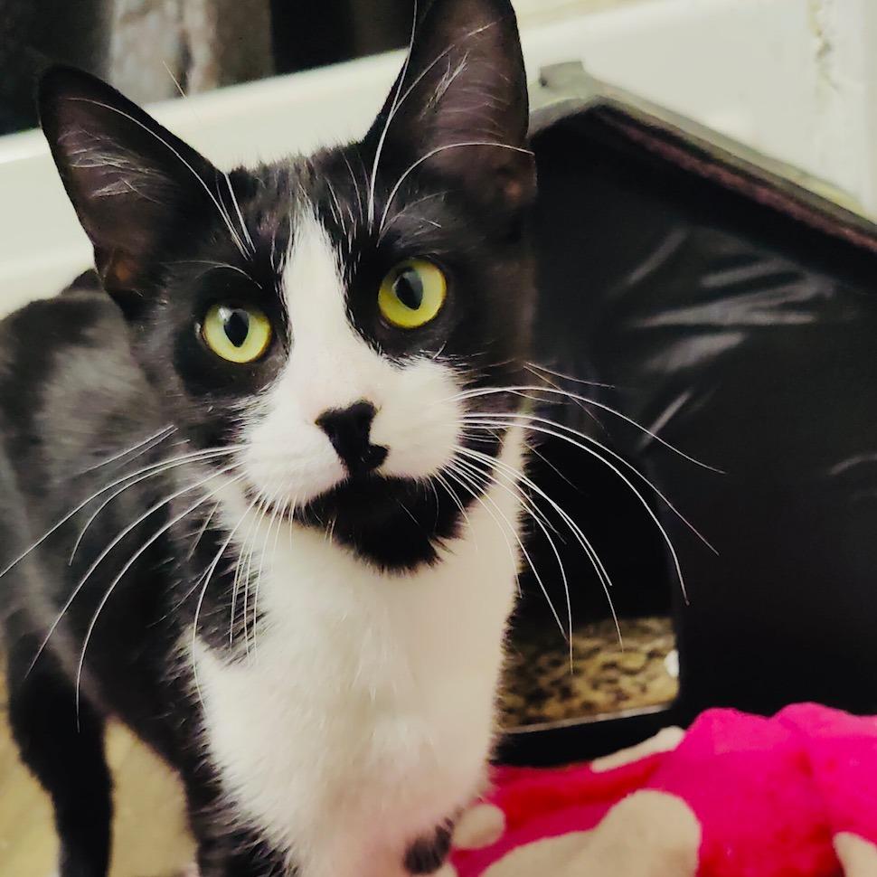 Ellie, a Adoptable Domestic Short Hair in Marietta, GA image 1/2