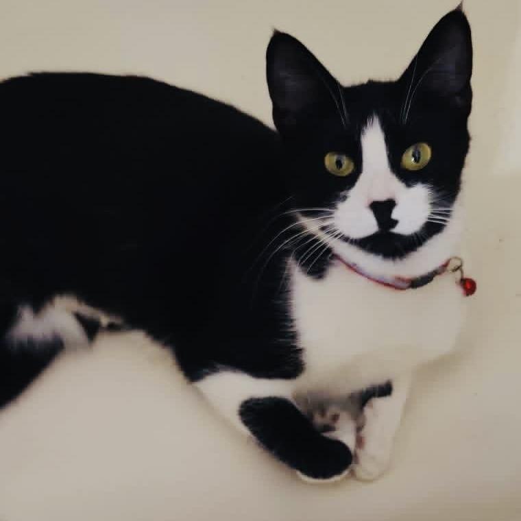 Ellie, a Adoptable Domestic Short Hair in Marietta, GA image 2/2
