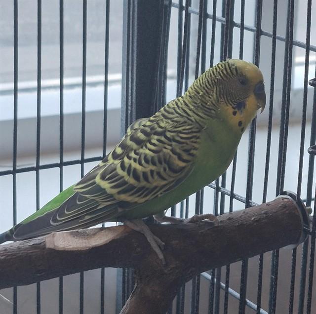 WILSON, Adoptable, Adult Male Budgie / Budgerigar.