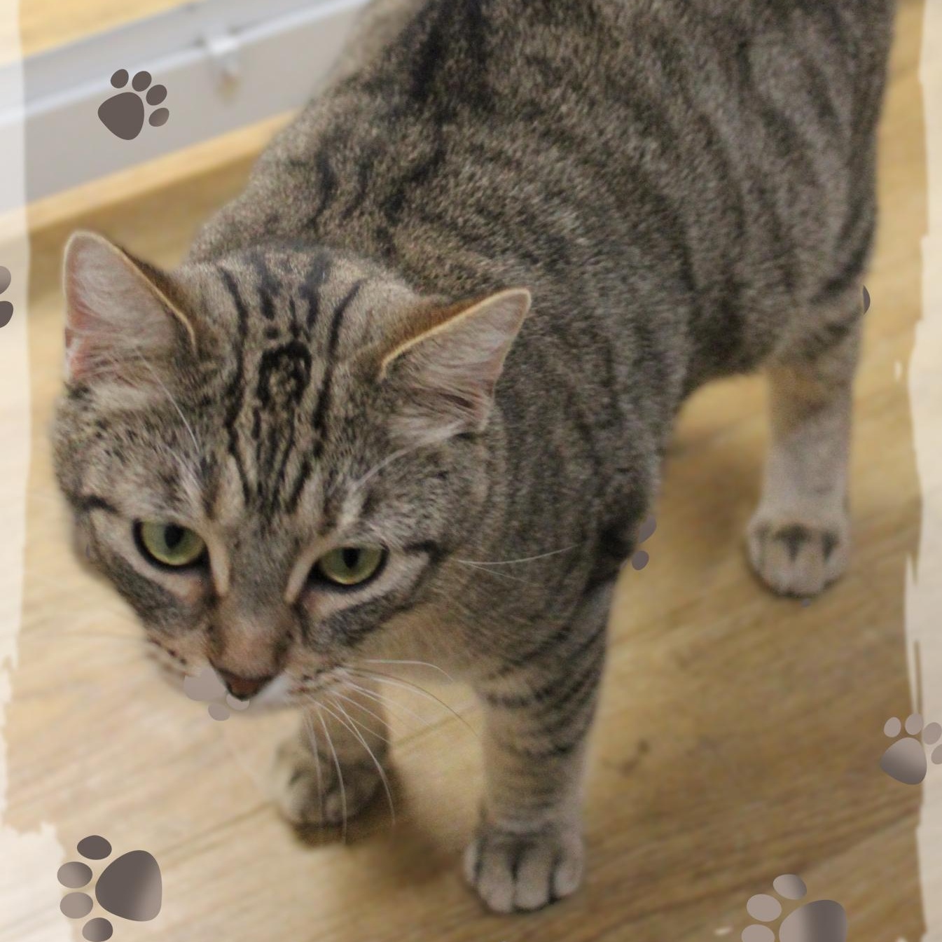 Enlarge Danielle, a Adoptable Tabby in Amelia, OH image 1/1