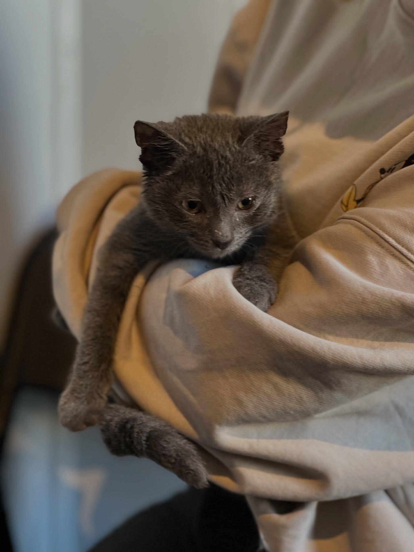 Enlarge Tyrion, an adopted Domestic Short Hair in Pittsburgh, PA image 1/1