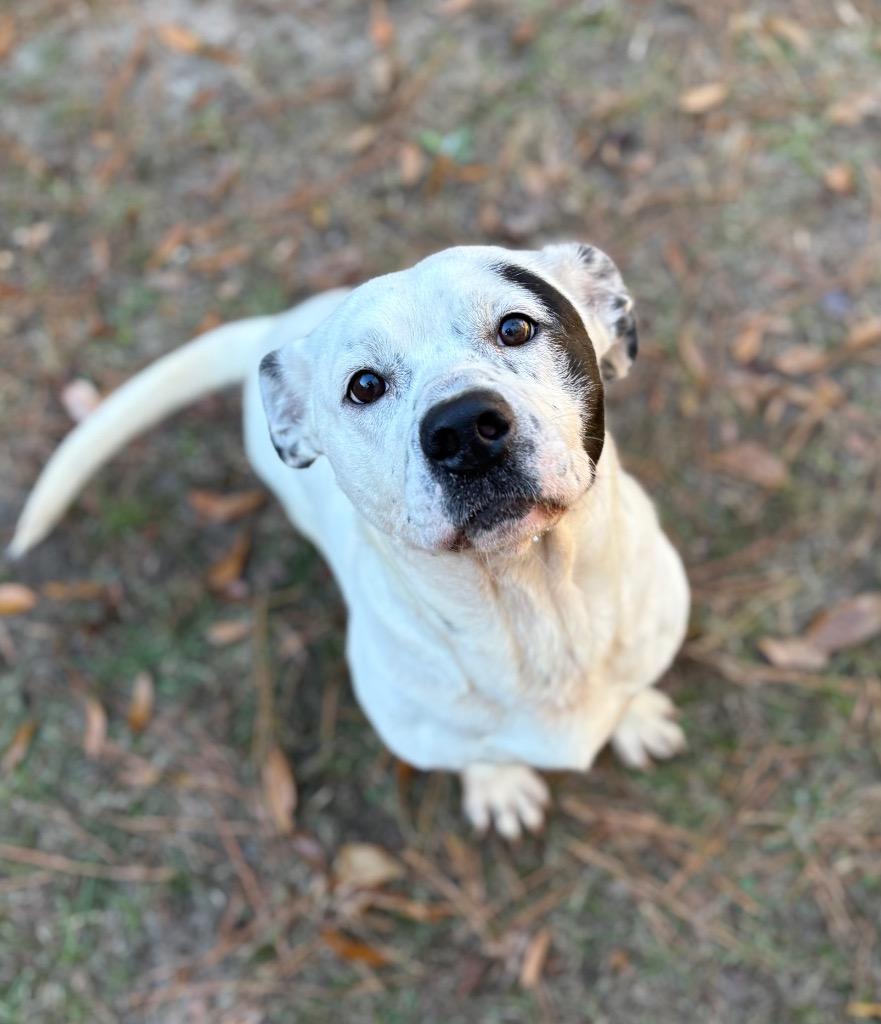Stillwell, Adoptable, Young Male Terrier.