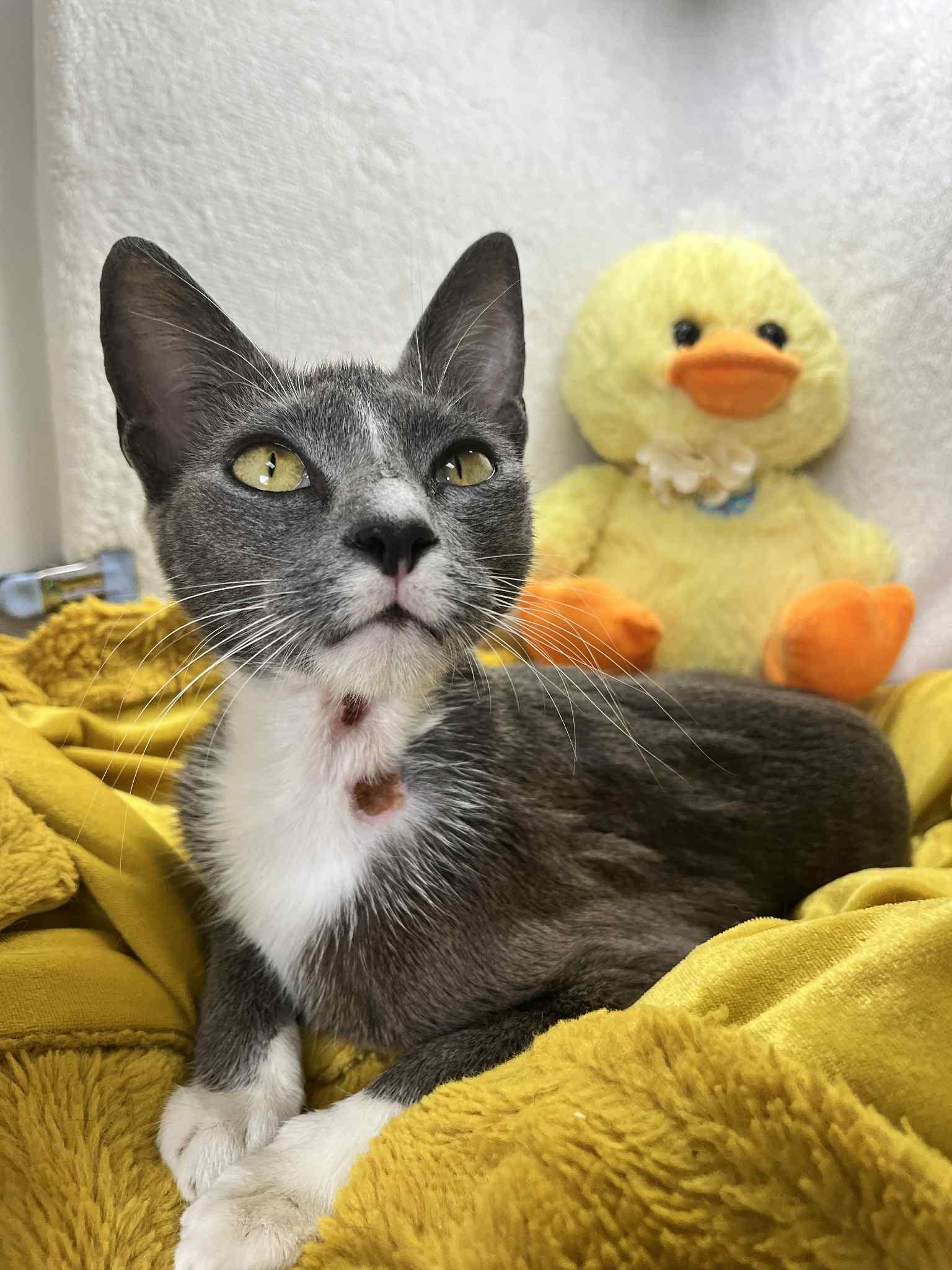 Enlarge Grace, a Adoptable Domestic Short Hair in Tavares, FL image 2/2