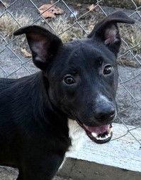 Wydner, Adoptable, Young Male Whippet & Labrador Retriever.