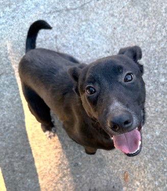 Wydner, a Adoptable mixed breed in Carrollton, GA image 5/6