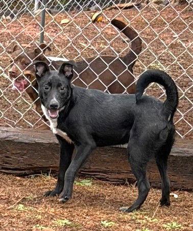 Wydner, a Adoptable mixed breed in Carrollton, GA image 6/6