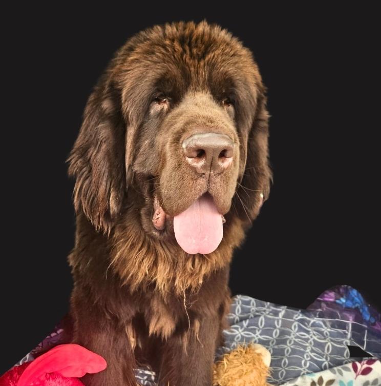 Yukon, Adoptable, Young Male Newfoundland Dog.