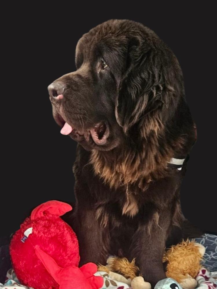 Yukon, a Adoptable Newfoundland Dog in Gales Ferry, CT image 2/3