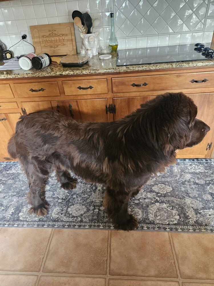 Yukon, a Adoptable Newfoundland Dog in Gales Ferry, CT image 3/3