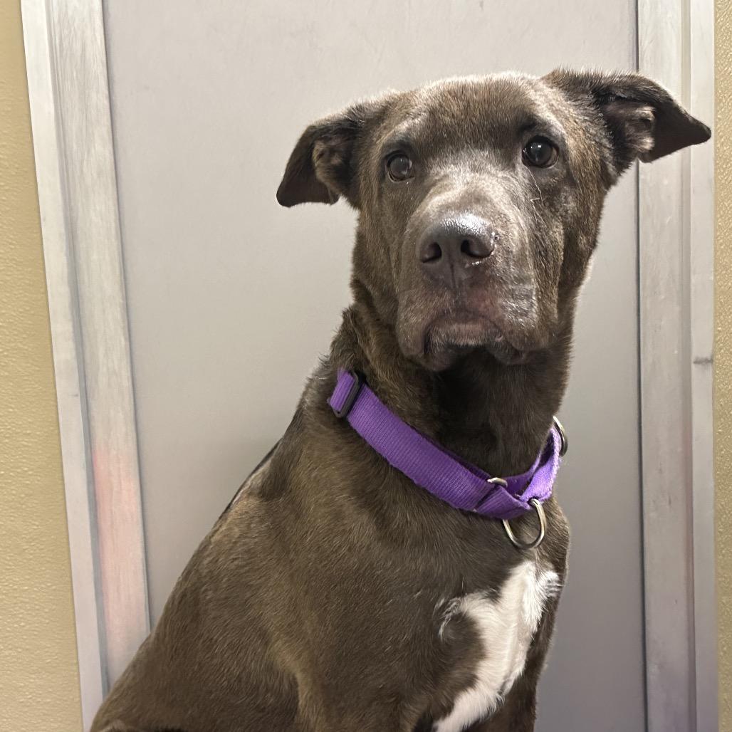 Enlarge Hank, a Adoptable mixed breed in Durango, CO image 1/6