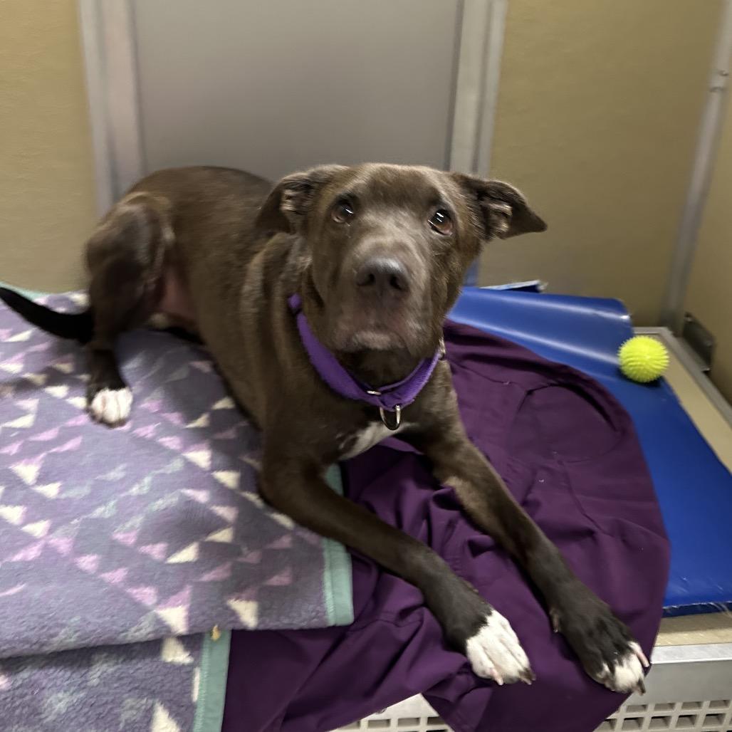 Enlarge Hank, a Adoptable mixed breed in Durango, CO image 2/6