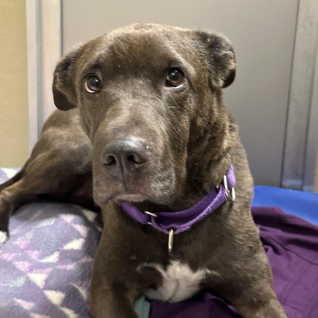 Enlarge Hank, a Adoptable mixed breed in Durango, CO image 3/6