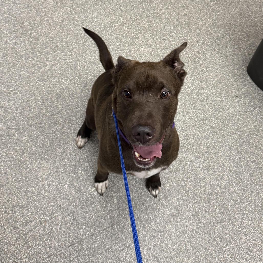 Enlarge Hank, a Adoptable mixed breed in Durango, CO image 4/6